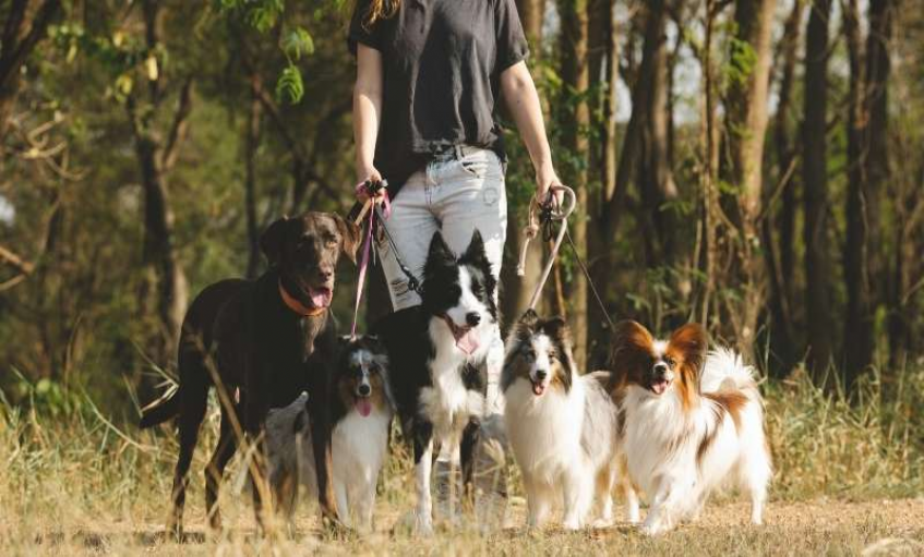 Pessoa passeando com vários cães